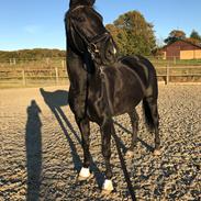 Dansk Varmblod Fruerlunds Diva