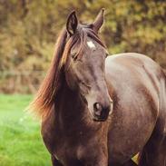 Anden særlig race Mitho`s Black `N Gold