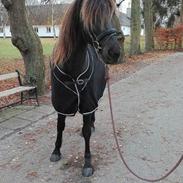 Anden særlig race Mitho`s Black `N Gold