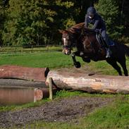 Anden særlig race Spirit