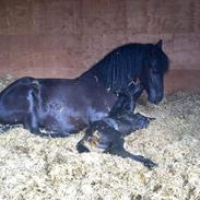 Frieser Freja von Inger-Marinelund