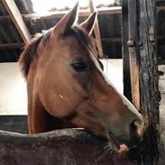 Anden særlig race Scarlett Summer