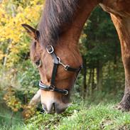 New Forest Poppelgårdens L'uno (aka Luno) [lånehest]