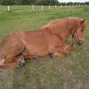 Islænder Raudur fra Vestergaard *Mulle*