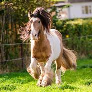 Irish Cob Cillbarra golden vale