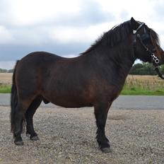 Shetlænder Vadehavets Hacker