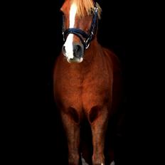 Anden særlig race Jonas