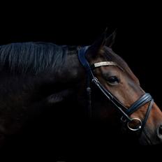 Anden særlig race Vejrholms Canto