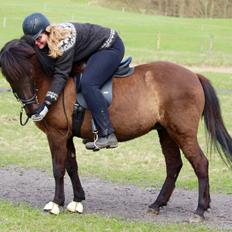 Islænder Litla fra Birkegården