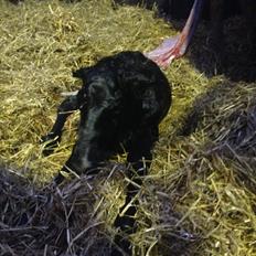 DSP Søgaards moonwalker