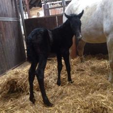 DSP Søgaards moonwalker