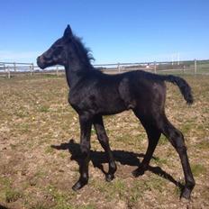 DSP Søgaards moonwalker