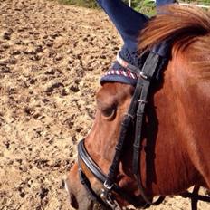 Tysk Sportspony My Fair Lady 82