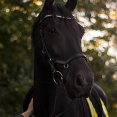 Oldenborg Lille Søgaards Eddi