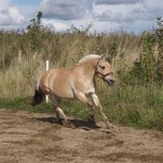 Fjordhest Monik thorsø