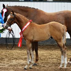 DSP Lykkebo Charmonix