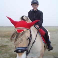 Fjordhest Fjordens Maja