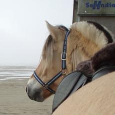 Fjordhest Fjordens Maja