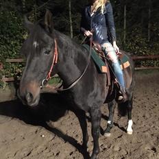 Dansk Varmblod °Cheila Skovly°