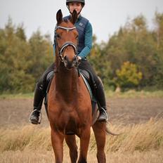 Tysk Oldenburger Znooze Firfod