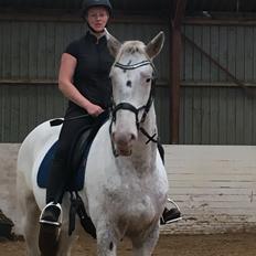 Knabstrupper Friis' hekto pascal skovbo