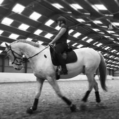 Knabstrupper Friis' hekto pascal skovbo