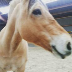 Fjordhest Gitte 