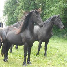 Frieser Jiduna af Stasevang, STER