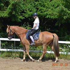 DSP Stejlbjerggårds zefyr