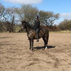 New Forest Lundemarksgårds Prada