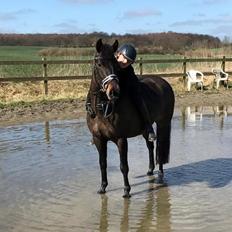 New Forest Lundemarksgårds Prada