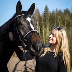 Trakehner Mardeleine