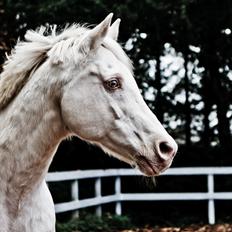 Palomino Moonhaze Silver Spiral