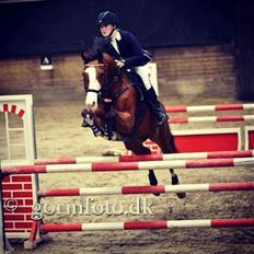 Dansk Varmblod Staugaard's fashion