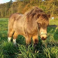 Shetlænder Veldt's Walando