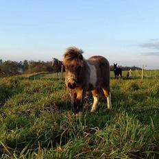 Shetlænder Veldt's Walando