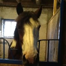 Anden særlig race Aladdin