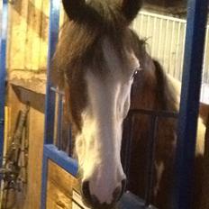 Anden særlig race Aladdin