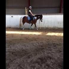 Anden særlig race Aladdin