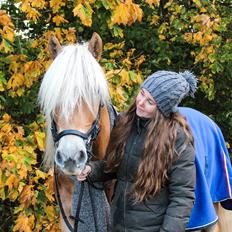 Haflinger Walde Kippinge 