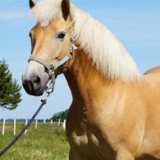 Tyroler Haflinger Monnick af mosegaarden