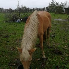 Tyroler Haflinger Monnick af mosegaarden