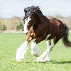 Clydesdale Herkules Enterprise