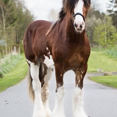 Clydesdale Herkules Enterprise