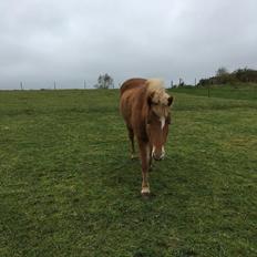 Islænder Silkisif fra Blankmosegård