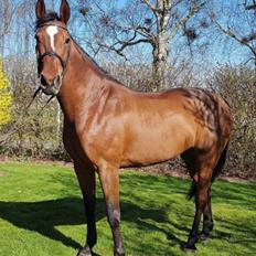 Dansk Varmblod Appetizer HIMMELHEST 