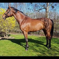 Dansk Varmblod Appetizer HIMMELHEST 