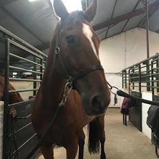 Dansk Varmblod Appetizer HIMMELHEST 