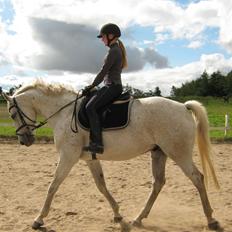 Anden særlig race Happy