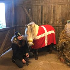 Welsh Mountain (sec A) Team J Nielsen's Felix